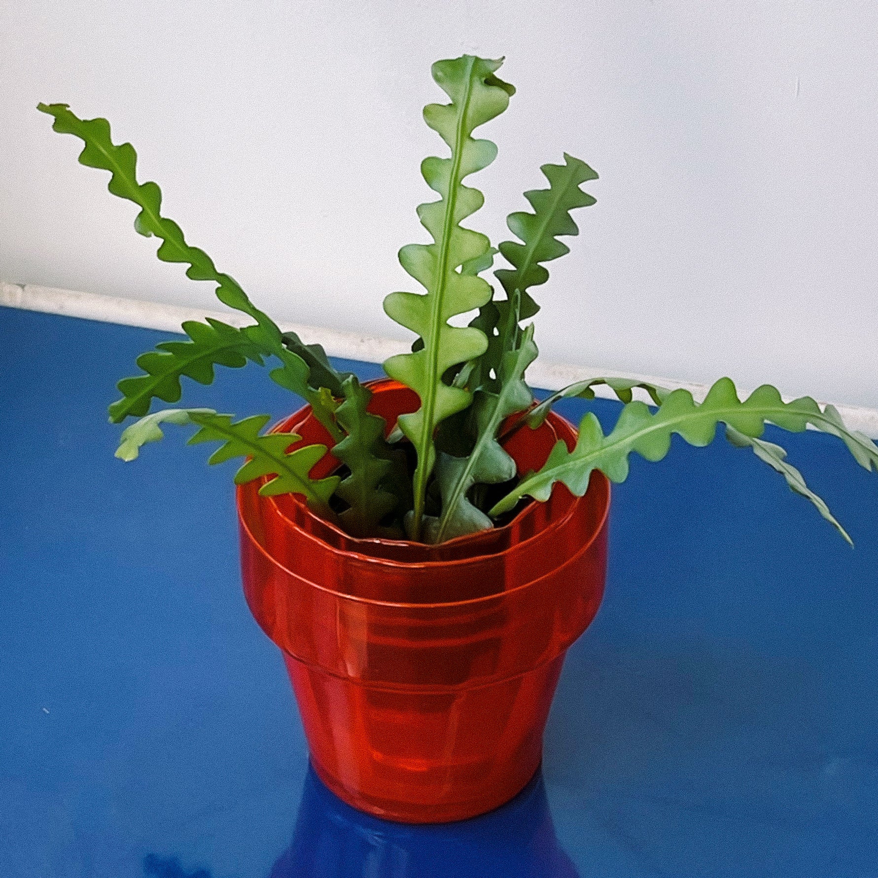 Midcentury Italian Blown Glass Plant Pots (set of 3)